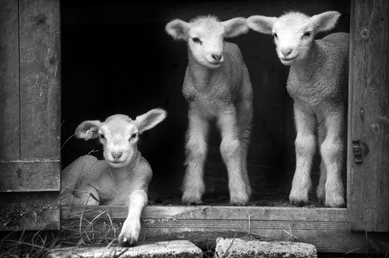 Lambs at Higher Kestle Farm