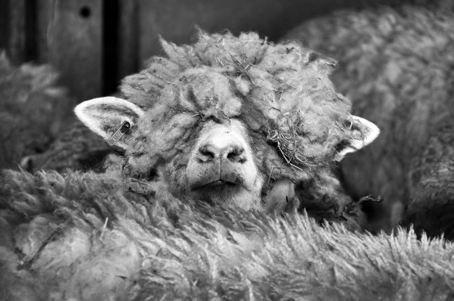 Shaggy sheep at Higher Kestle Farm